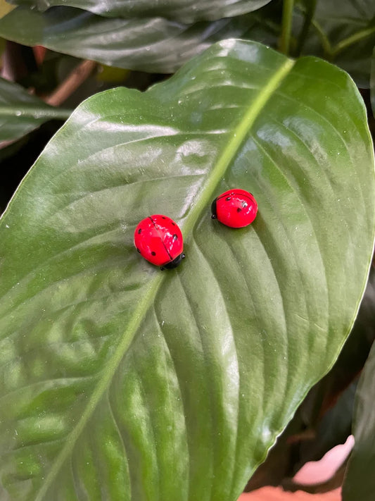 Ladybug (6pcs)