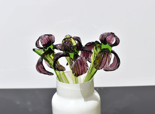 Purple Glass Iris flower