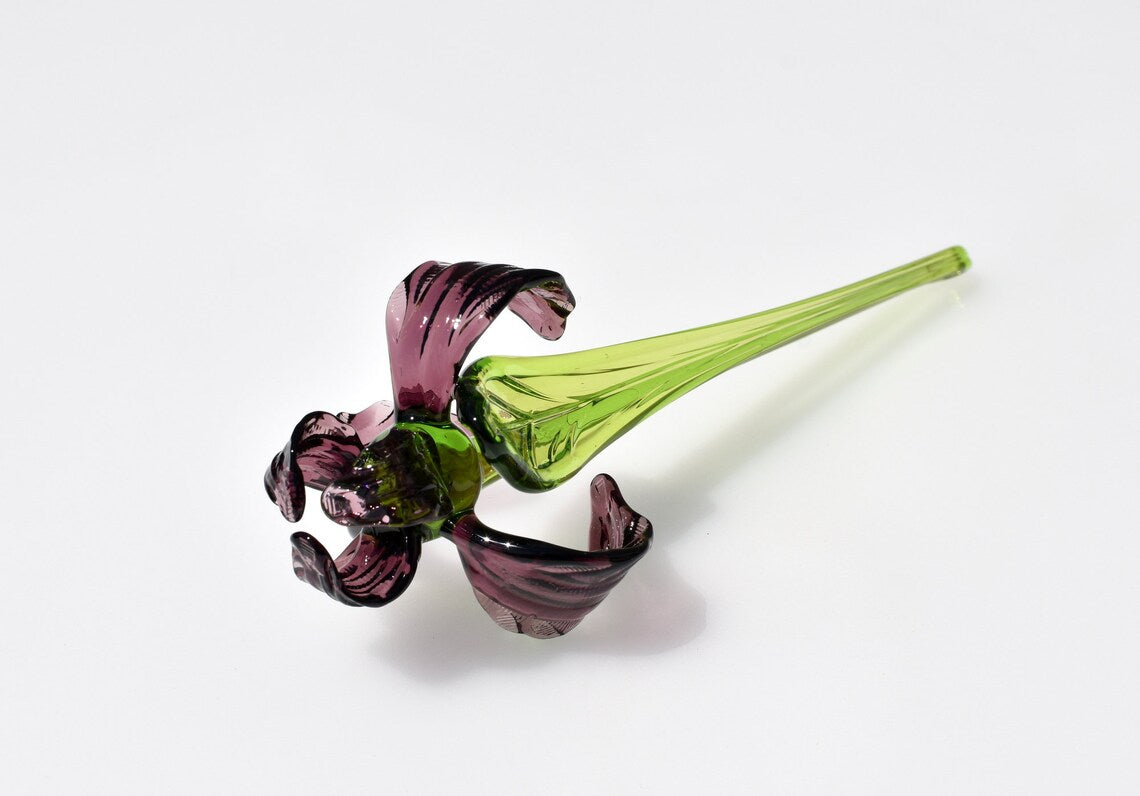 Purple Glass Iris flower