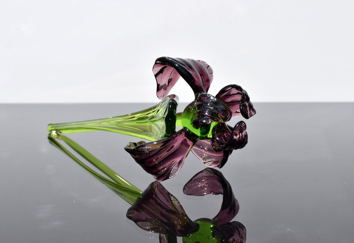 Purple Glass Iris flower